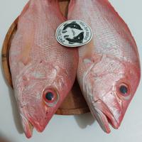 Gambar ikan kakap merah / ikan laut segar dari mina Jaya seafood undefined 4 Tokopedia