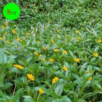 Gambar bunga wedelia/parjo dari alfariq herbal_2 undefined 2 Tokopedia