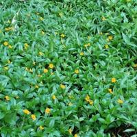 Gambar bunga wedelia/parjo dari alfariq herbal_2 undefined 3 Tokopedia