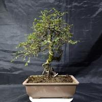 Gambar bonsai ulmus micro Siap Pajang dari The Greener Bonsai undefined 1 Tokopedia