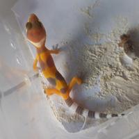 Gambar leopard gecko dari Rimba pets gallery undefined 5 Tokopedia