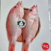 Gambar ikan kakap merah / ikan laut segar dari mina Jaya seafood undefined 2 Tokopedia