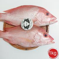 Gambar ikan kakap merah / ikan laut segar dari mina Jaya seafood undefined 1 Tokopedia
