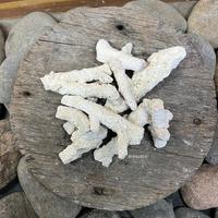 Gambar Karang jahe per kg - 500gr dari Draquatic Karang Tengah undefined 1 Tokopedia