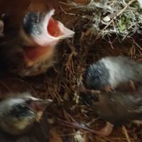 Gambar anakan lolohan burung kutilang pilihan dari Tokoburunggacorjkt2 undefined 3 Tokopedia
