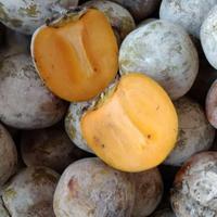 Gambar Buah Kesemek dari Malakeyashop undefined 1 Tokopedia