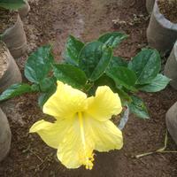 Gambar kembang sepatu bunga kuning tanaman hias Hibiscus rosa-sinensis L. dari ristavaflorist undefined 2 Tokopedia