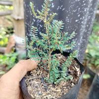Gambar phyllodium elegans/fire ball(tanaman hias bola api).bahan bonsai bagus dari mayongraya bonsai undefined 2 Tokopedia