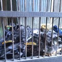 Gambar anakan burung jalak kebo pilihan dari Tokoburunggacorjkt2 undefined 1 Tokopedia