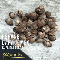 Gambar Kerang Dara FRESH Jumbo 1kg / Kerang Darah Besar Seafood - 500gr dari Raja Seafood Jakarta undefined 5 Tokopedia