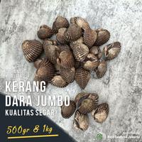 Gambar Kerang Dara FRESH Jumbo 1kg / Kerang Darah Besar Seafood - 500gr dari Raja Seafood Jakarta undefined 4 Tokopedia
