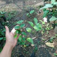 Gambar Tanaman Hias Melati Rambat Harum Melati kampung Wangi semerbak dari dyas farm garden undefined 2 Tokopedia