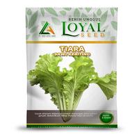 Gambar BENIH SAWI KERITING TIARA / BIBIT SAWI KERITING TIARA CAP LOYAL SEED dari GritaShop undefined 1 Tokopedia