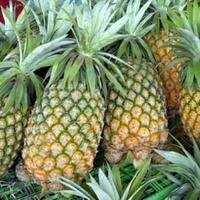 Gambar Nenas/ Nanas  atau Ananas 1 buah - kecil dari Gerobak Sayur undefined 2 Tokopedia