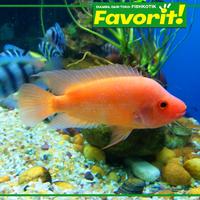 Gambar Red Devil Cichlid Ikan Hias Predator Hiasan Aquarium Tanaman Aquascape dari Fishkotik undefined 5 Tokopedia