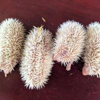 Gambar landak mini hedgehog dari Mahisa Mart undefined 4 Tokopedia