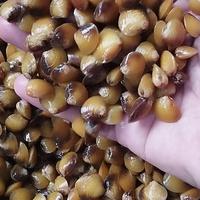 Gambar remis laya kerang dari Agen Ikan Hias Bogor undefined 2 Tokopedia