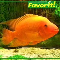 Gambar Red Devil Cichlid Ikan Hias Predator Hiasan Aquarium Tanaman Aquascape dari Fishkotik undefined 4 Tokopedia