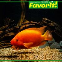Gambar Red Devil Cichlid Ikan Hias Predator Hiasan Aquarium Tanaman Aquascape dari Fishkotik undefined 3 Tokopedia