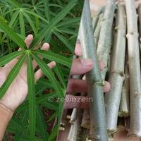 Gambar BIBIT STEK SINGKONG ARAB dari razkatanaman undefined 2 Tokopedia