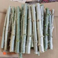 Gambar BIBIT STEK SINGKONG ARAB dari razkatanaman undefined 3 Tokopedia