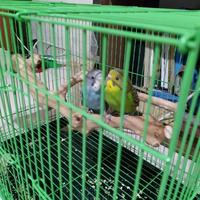 Gambar Kayu Tangkringan iguana kayu kopi tempel kandang lovebird dari Fortune Plants undefined 3 Tokopedia