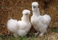 Gambar ayam american silkie Original dari Nando Pets undefined 5 Tokopedia