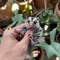 Gambar sugar glider joey dari ido_sugarglider undefined 1 Tokopedia