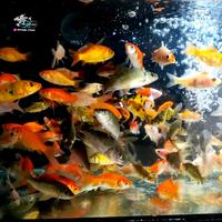 Gambar BIBIT IKAN MAS 1 LITER PAKAN IKAN PREDATOR MAKANAN IKAN SIZE KECIL 1 LITER (OJOL ONLY) dari Mars Aquatics undefined 5 Tokopedia