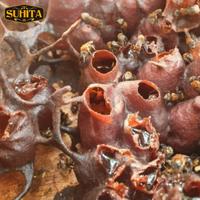 Gambar Madu Kelulut/ Klanceng Trigona - SUHITA - 200 gram dari Suhita Indonesia undefined 5 Tokopedia