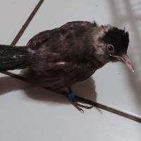 Gambar burung anakan kutilang lolohan usia 2 bln dari Tokoburunggacorjkt2 undefined 2 Tokopedia