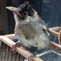 Gambar burung anakan kutilang lolohan usia 2 bln dari Tokoburunggacorjkt2 undefined 1 Tokopedia