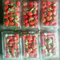 Gambar STRAWBERRY SEGAR 1 BOX BERAT 200 GRAM dari Family&#39;sFresh undefined 1 Tokopedia
