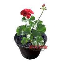 Gambar tanaman hias gantung granium merah dari RA.FLORIST undefined 1 Tokopedia