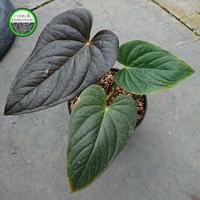 Gambar Anthurium Modeanum dari Contoh Tanaman undefined 1 Tokopedia