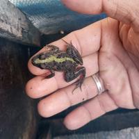 Gambar katak besar hidup dari wondi interior exterior undefined 1 Tokopedia