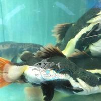 Gambar PTR IKAN HIAS RTC SHORTBODY RED TAIL CATFISH MENTARI.AZIYAH dari ikan hias unik undefined 3 Tokopedia