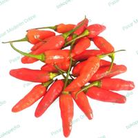 Gambar CABE RAWIT MERAH 50/100/250 GRAM/ SEGAR TERMURAH/TANGERANG SELATAN - 100 GRAM dari Pasar Moderen Online undefined 1 Tokopedia