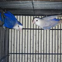 Gambar Lovebird Indukan Roseicollis Non Klep/NK mutasi Mewah dari sortowerbirdshop undefined 1 Tokopedia