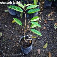 Gambar bibit durian namlung/cumasi dan super tembaga - Super Tembaga dari RandyNursery undefined 2 Tokopedia