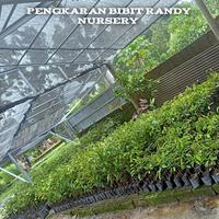 Gambar bibit durian namlung/cumasi dan super tembaga - Super Tembaga dari RandyNursery undefined 3 Tokopedia