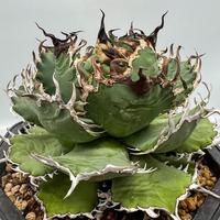 Gambar Agave titanota Filigree Thailand dari Ninja Planter undefined 1 Tokopedia