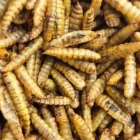 Gambar Dried Maggot Kering BSF Kualitas Premium Grade A - 1 KG dari GomagoId undefined 3 Tokopedia