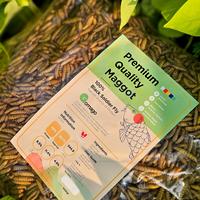 Gambar Dried Maggot Kering BSF Kualitas Premium Grade A - 1 KG dari GomagoId undefined 1 Tokopedia