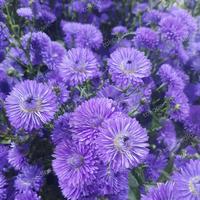 Gambar Bunga pikok bunga fresh  10 tangkai - fucia dari Murisa Flower undefined 2 Tokopedia