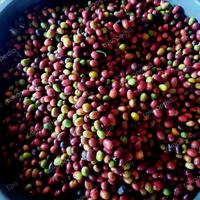 Gambar Biji Kopi 1 Kg, Greenbean Arabika Gayo Lot Tawar - Aceh Tengah dari Epo undefined 4 Tokopedia