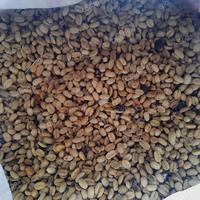 Gambar Biji Kopi 1 Kg, Greenbean Arabika Gayo Lot Tawar - Aceh Tengah dari Epo undefined 3 Tokopedia