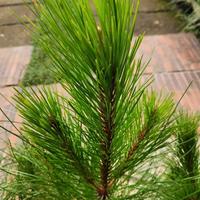 Gambar Tanaman penyejuk udara Cemara pinus merkusi - 1.5 meter dari AGRI CULTURE_NEW undefined 1 Tokopedia