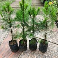 Gambar Tanaman penyejuk udara Cemara pinus merkusi - 1.5 meter dari AGRI CULTURE_NEW undefined 2 Tokopedia