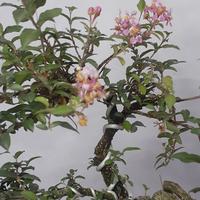 Gambar pohon bonsai sakura mikro #2 dari R_Garden undefined 4 Tokopedia